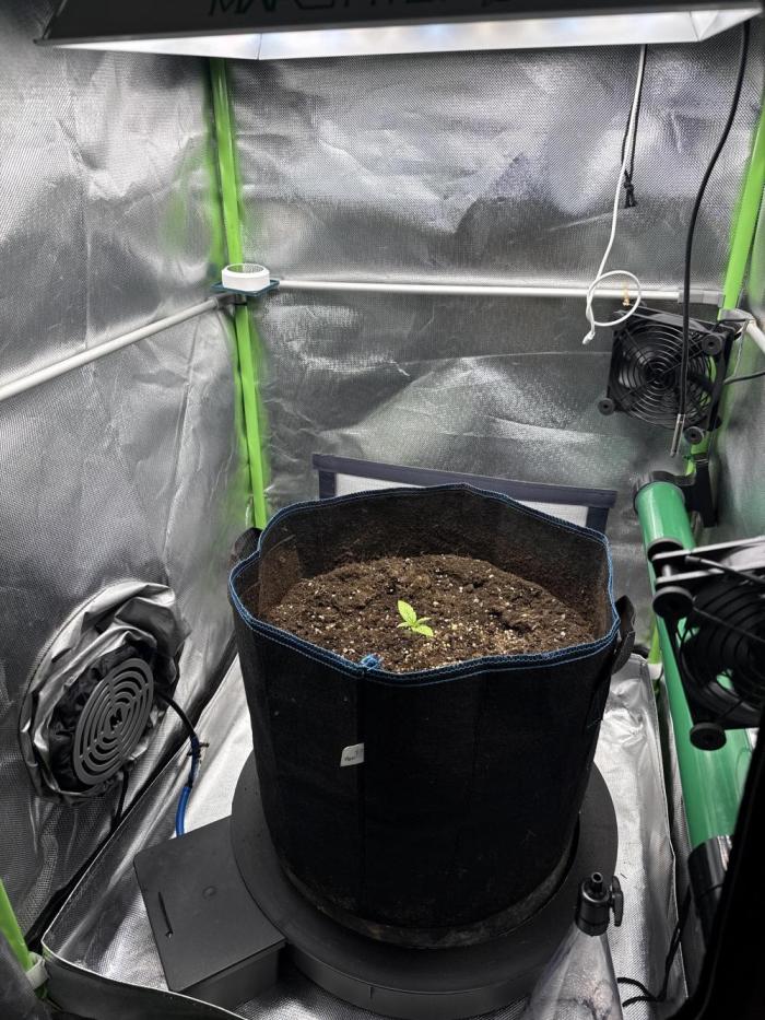 La Taverna Dell'Arte. Week 1