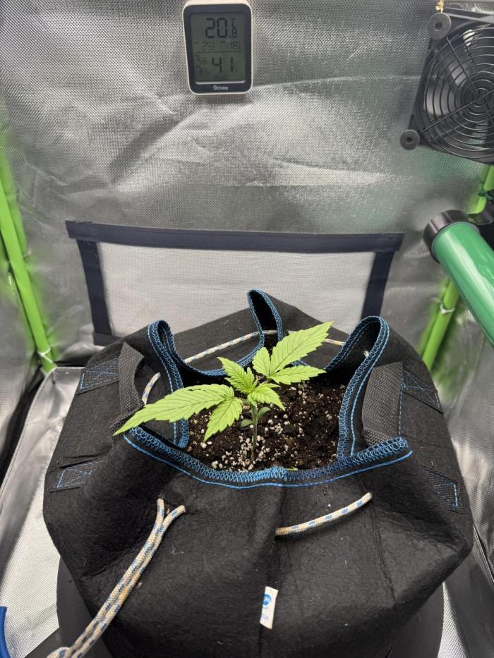 La Taverna Dell'Arte. Week 3