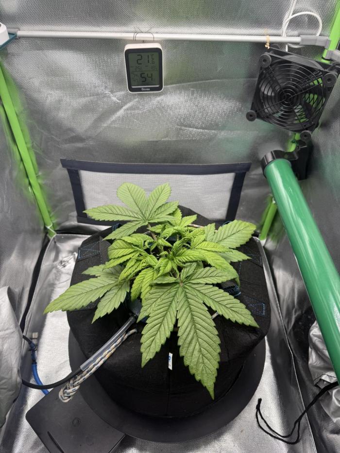 La Taverna Dell'Arte. Week 4