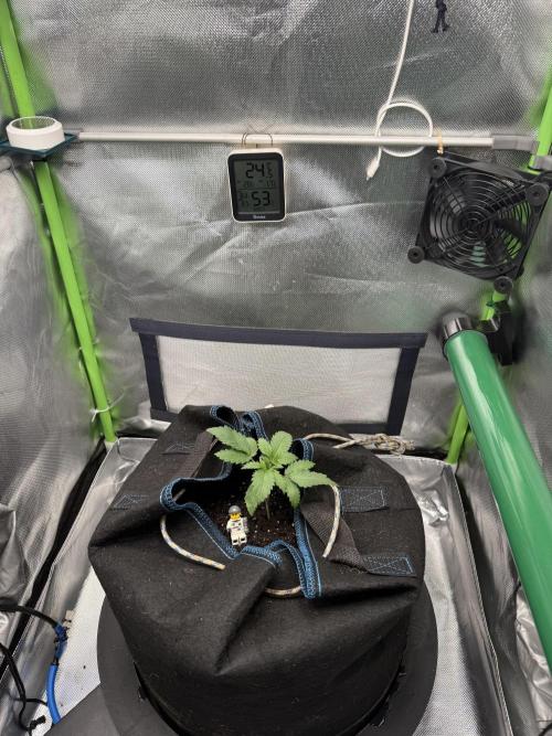 Cosmic Cheddar F1. Week 2