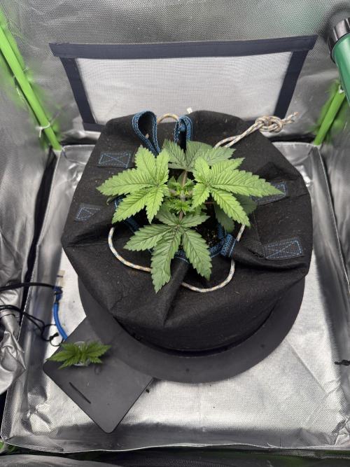 Space Walk. Week 3