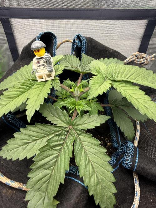Space Walk. Week 3