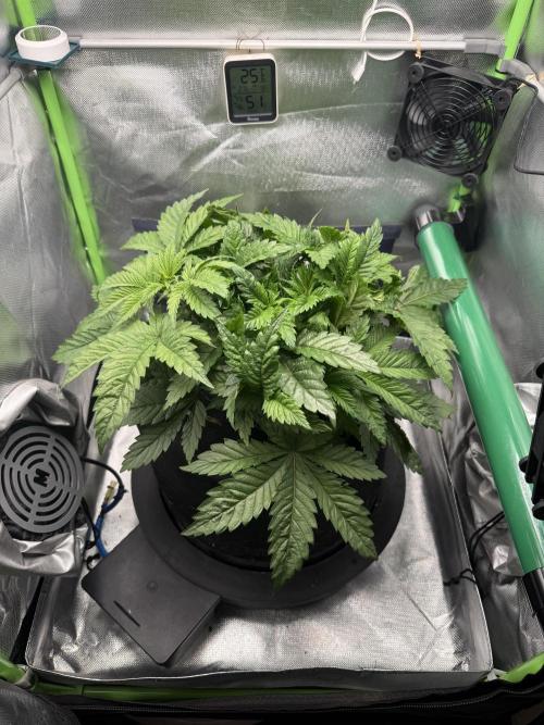 Space Walk. Week 4