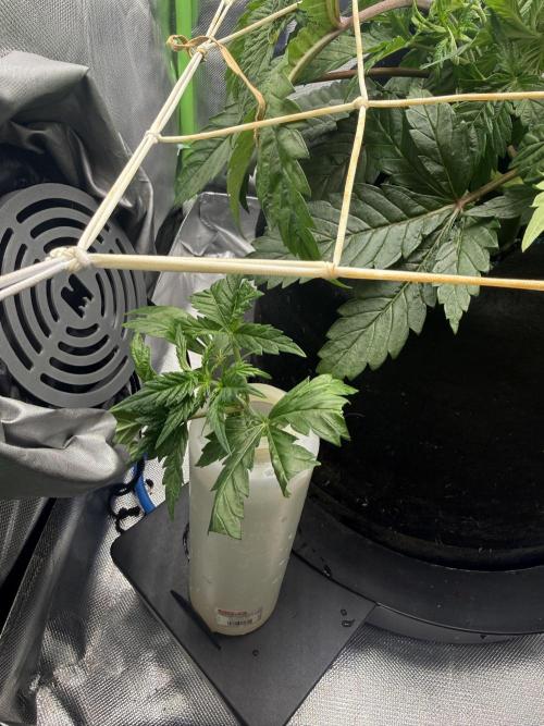 Space Walk. Week 4