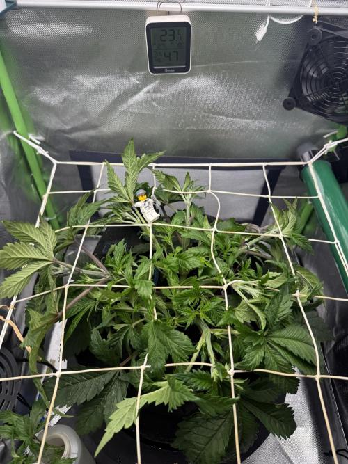 Space Walk. Week 4