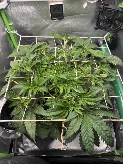 Space Walk. Week 5