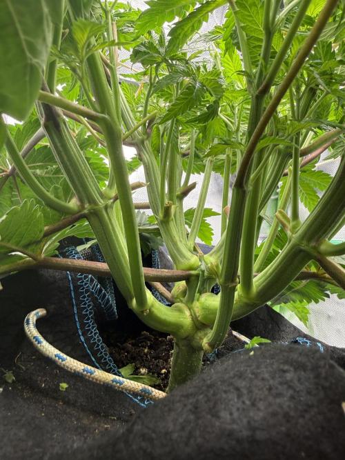 Space Walk. Week 5