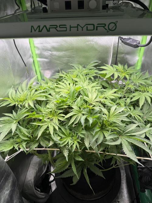 Space Walk. Week 6