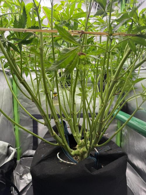 Space Walk. Week 6