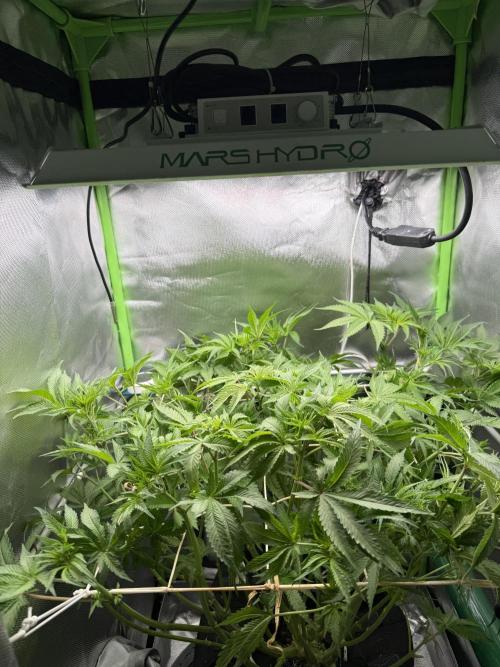 Cosmic Cheddar F1. Week 6