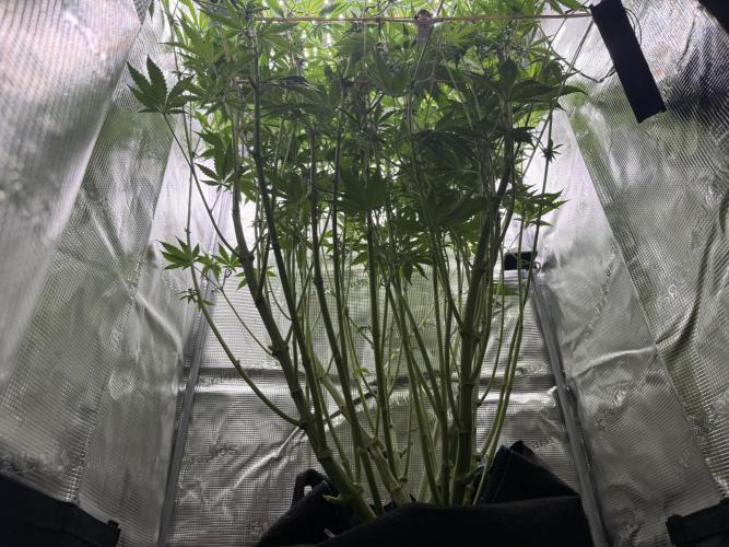 Space Walk. Week 8