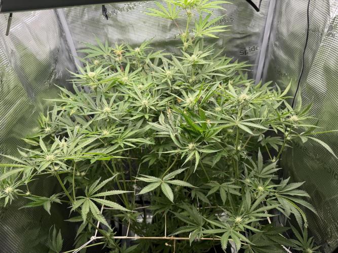 Space Walk. Week 8