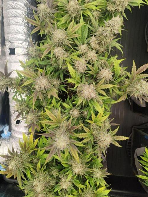 Hella Jelly Auto 🍯🌿. Week 9 - JINX