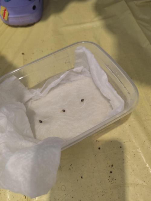 Plantulitas ZSB. Week 0 - Zkittlez 2.0
60h de espera