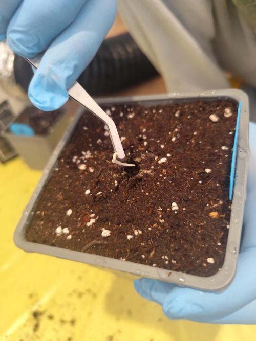 Plantulitas ZSB. Week 0 - Zkittlez 2.0 