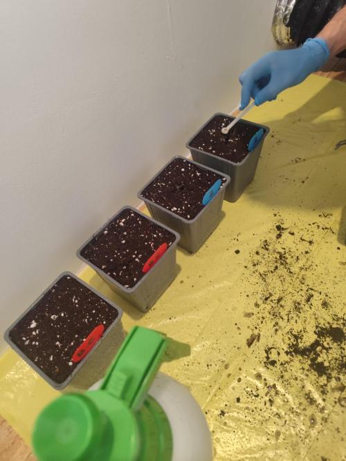 Plantulitas ZSB. Week 0 - Blueberry Cupcake + Zkittlez 2.0 