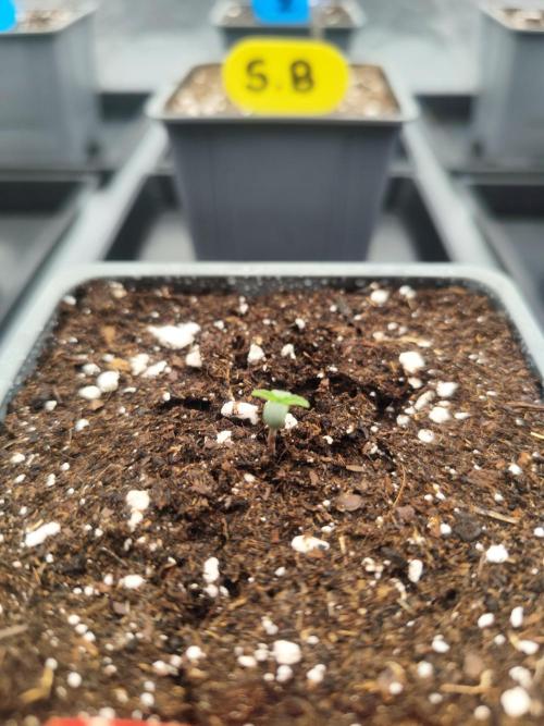 Plantulitas ZSB. Week 1 - Strawberry banana