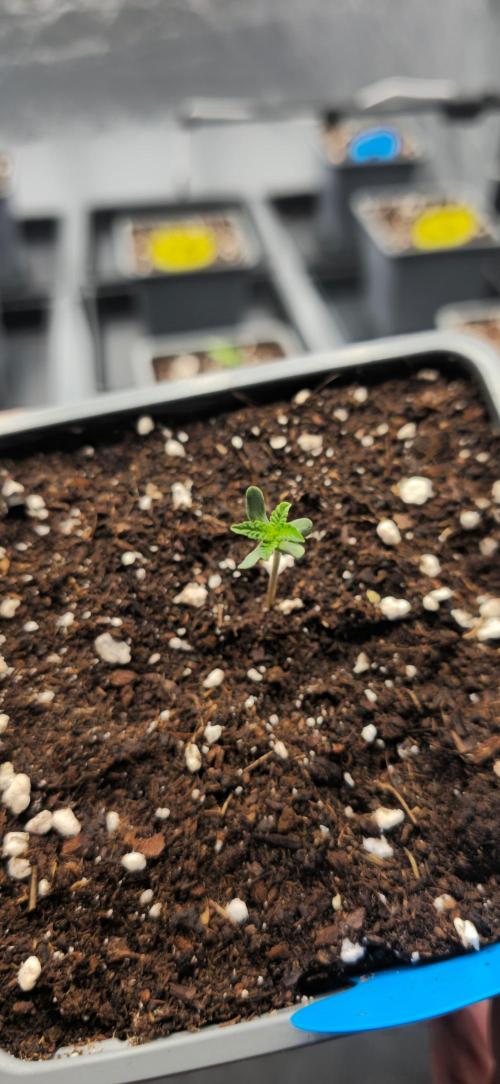 Plantulitas ZSB. Week 1 - Zkittlez 2.0 policotiledónea