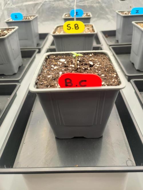 Plantulitas ZSB. Week 1 - Blueberry cupcake