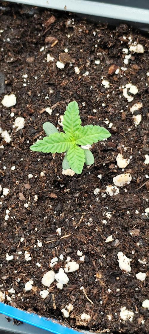 Plantulitas ZSB🌱. Week 0 - 24.01.26
Zkittlez 2.0