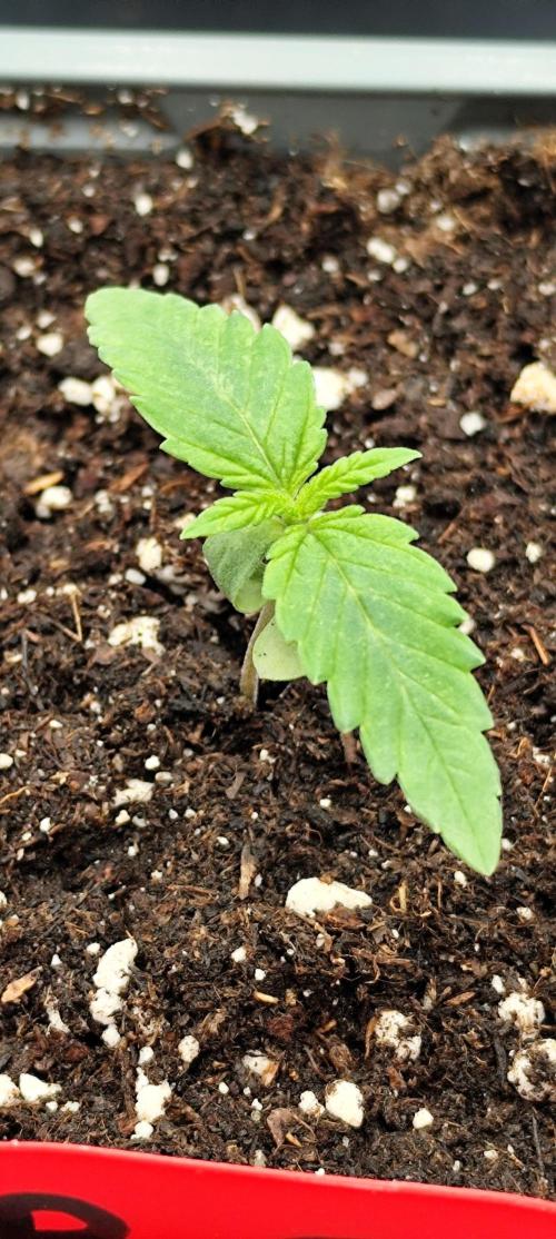 Plantulitas ZSB🌱. Week 0 - 24.01.26
Blueberry Cupcake 