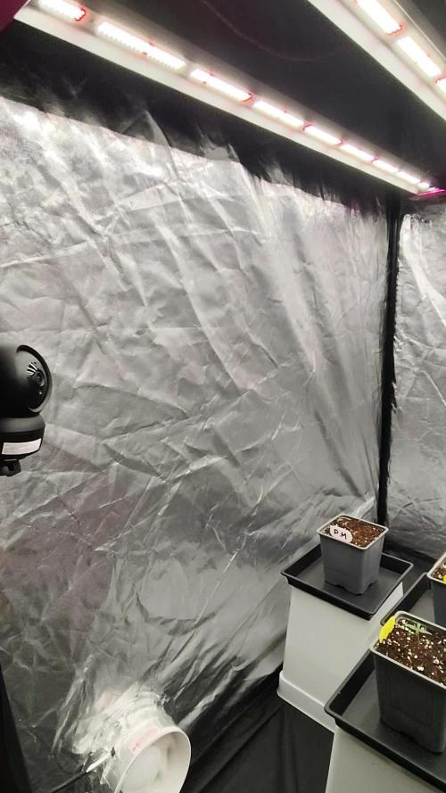 Plantulitas ZSBP 🌱