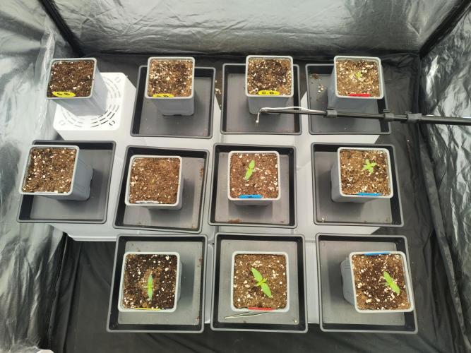 Plantulitas ZSB🌱. Week 0 - 25.01.26