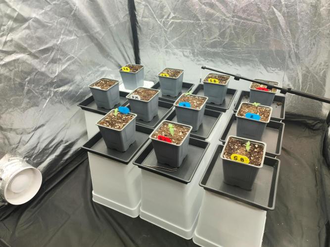 Plantulitas ZSB🌱. Week 0 - 25.01.26