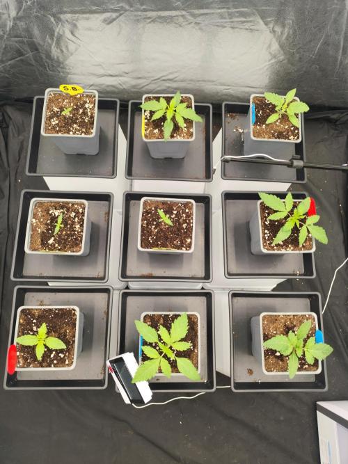 Plantulitas ZSB🌱. Week 1 - 01.02.2026