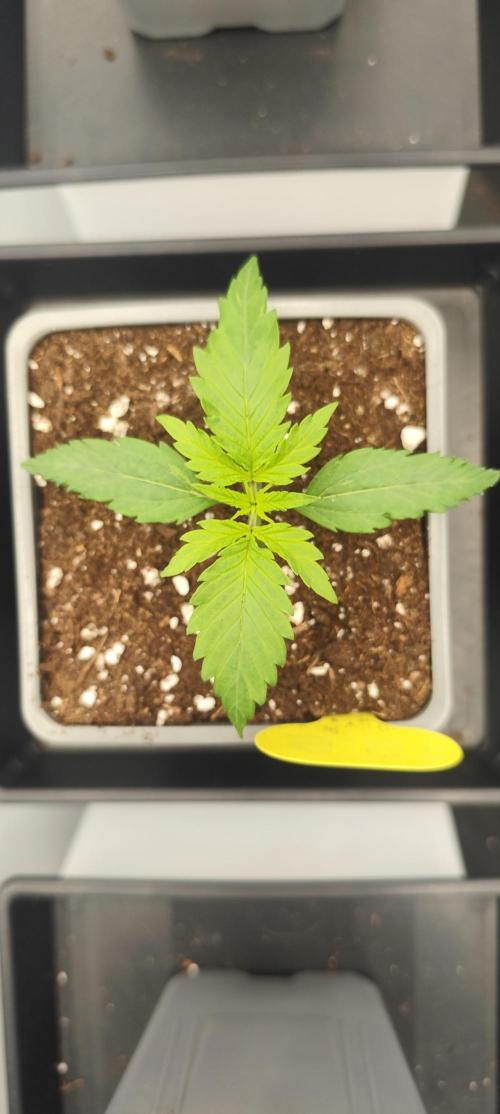 Plantulitas ZSB🌱. Week 1 - 01.02.2026
Strawberry Banana