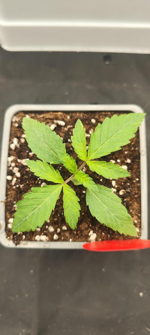 Plantulitas ZSB🌱. Week 1 - 01.02.2026
Blueberry Cupcake