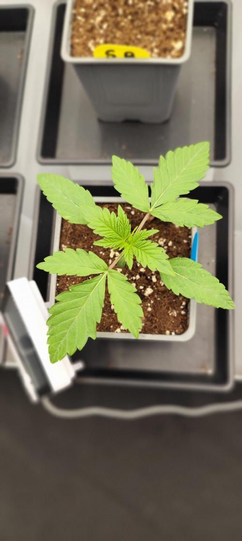 Plantulitas ZSB🌱. Week 1 - 01.02.2026
Zkittlez 2.0