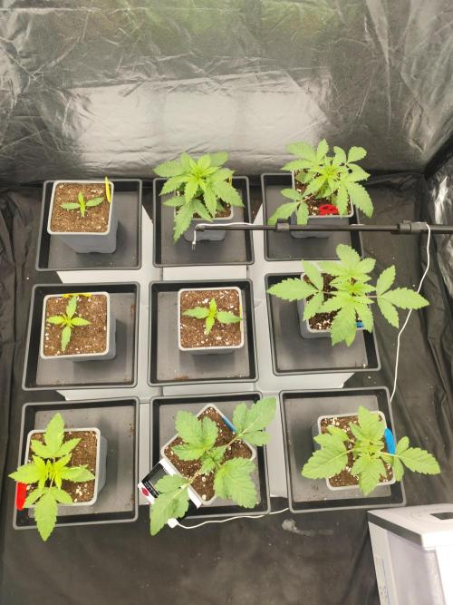 Plantulitas ZSB🌱. Week 1 - 04.02.2026
