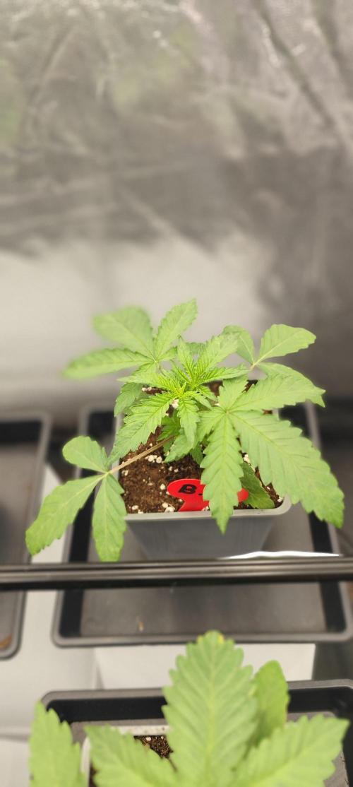 Plantulitas ZSB🌱. Week 1 - 04.02.2026
Blueberry Cupcake 