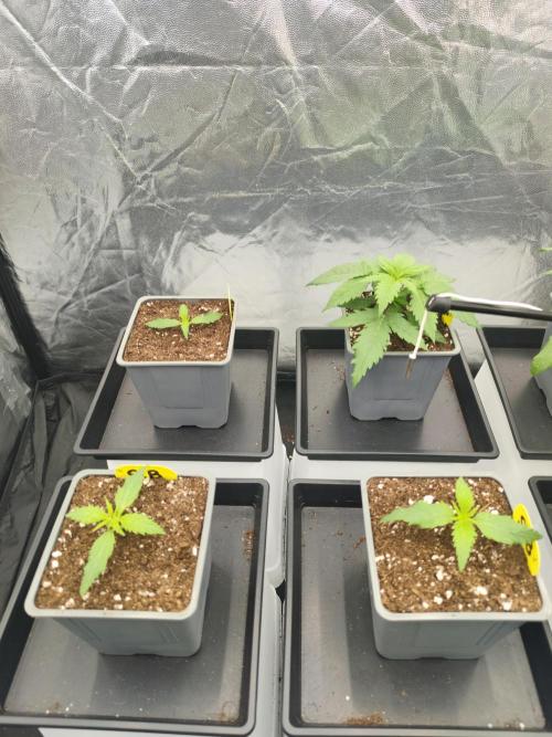 Plantulitas ZSB🌱. Week 1 - 05.02.2026
4 SB