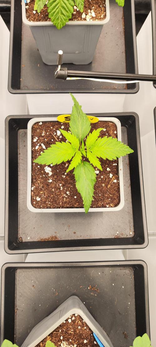 Plantulitas ZSB🌱. Week 1 - 06.02.2026
SB 