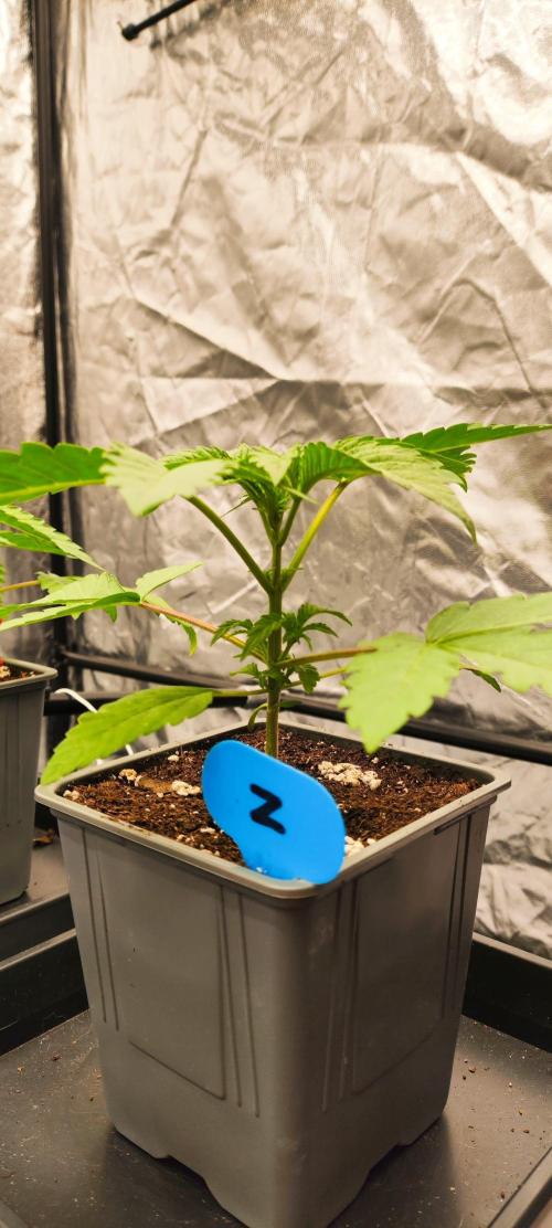 Plantulitas ZSB🌱. Week 1 - 06.02.2026
Z2.0