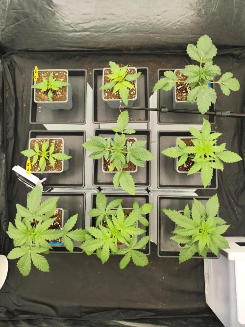 Plantulitas ZSB🌱. Week 2 - 08.02.2026