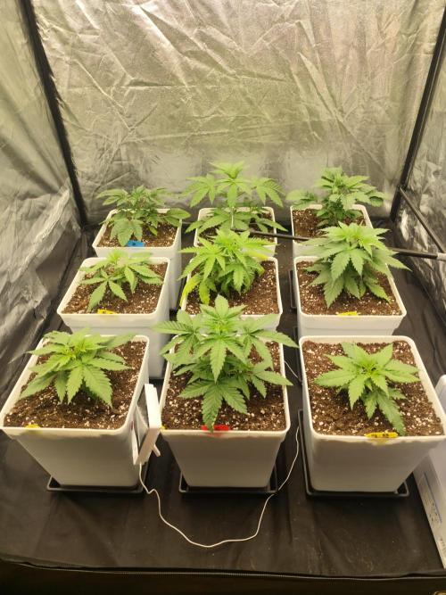 Plantulitas ZSB🌱. Week 2 - 12.02.2026