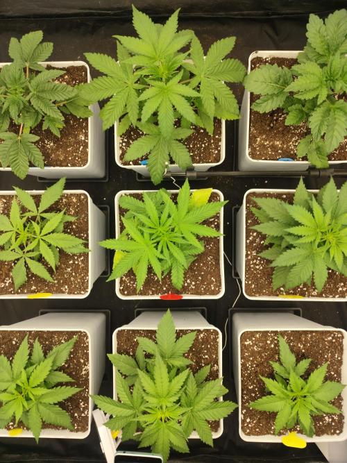 Plantulitas ZSB🌱. Week 2 - 12.02.2026
