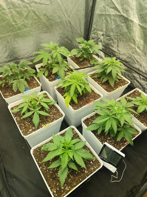 Plantulitas ZSB🌱. Week 2 - 12.02.2026