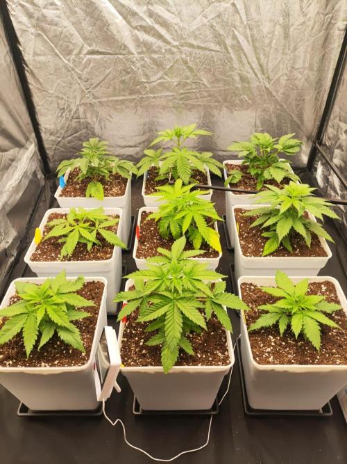 Plantulitas ZSB🌱. Week 2 - 14.02.2026