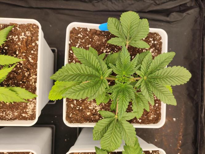 Plantulitas ZSB🌱. Week 2 - Z2.0