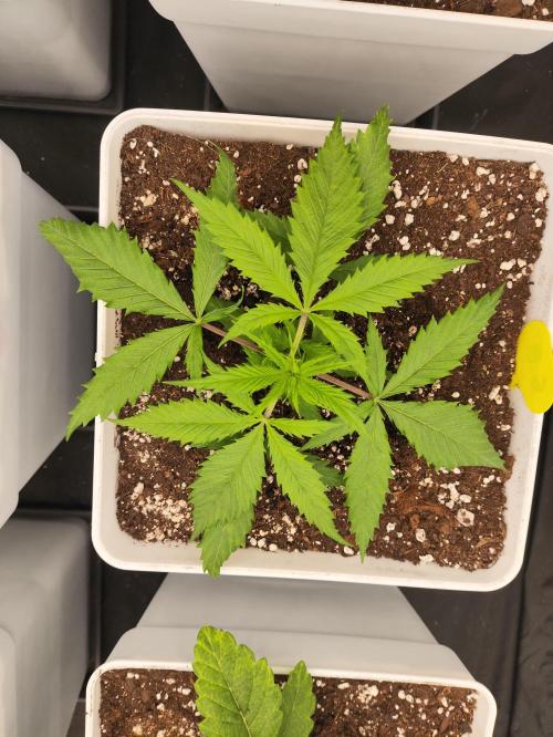 Plantulitas ZSB🌱. Week 2 - SB