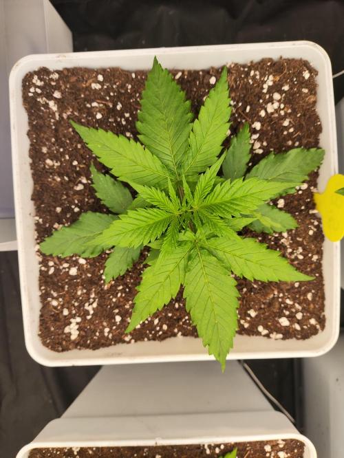 Plantulitas ZSB🌱. Week 2 - SB