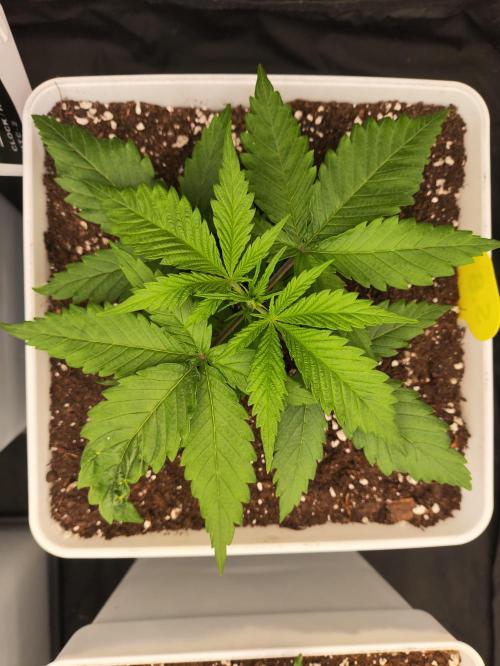 Plantulitas ZSB🌱. Week 2 - SB