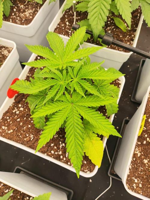 Plantulitas ZSB🌱. Week 2 - BC