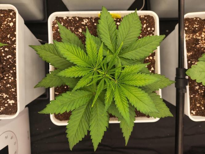 Plantulitas ZSB🌱. Week 2 - SB