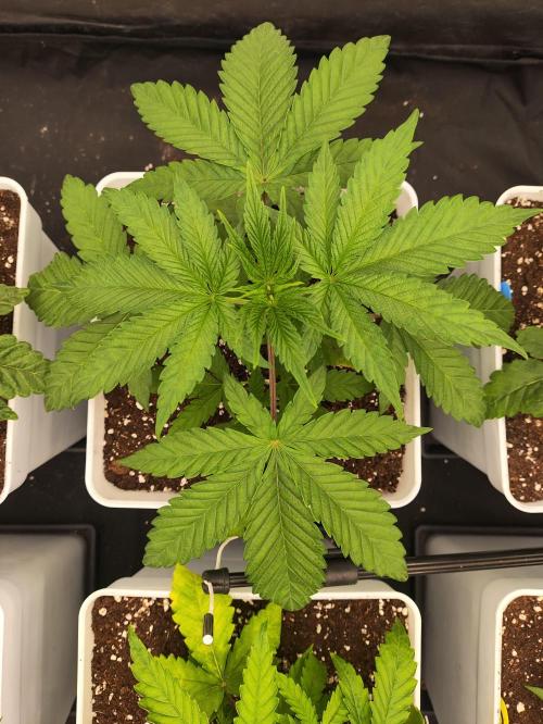 Plantulitas ZSB🌱. Week 2 - Z2.0