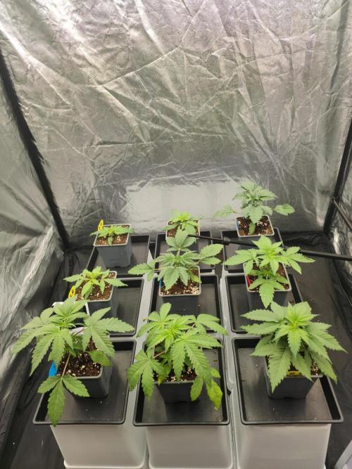 Plantulitas ZSB🌱. Week 2 - 08.02.2026